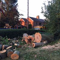 Tree Felling Hazel Grove