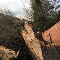 Tree Removal Stockport