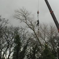 Tree Felling Stockport