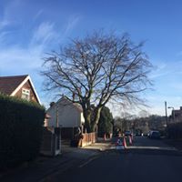 Tree Surgeon Manchester