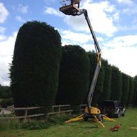 Tree reshaping Cheadle