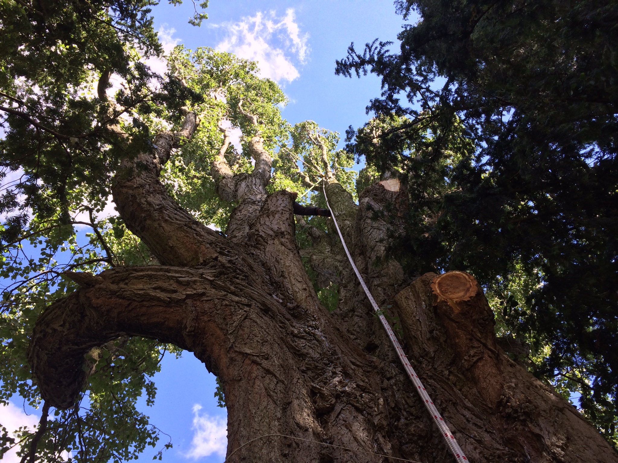 Tree services Bramhall