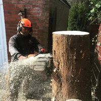 Commercial tree surgeon Manchester