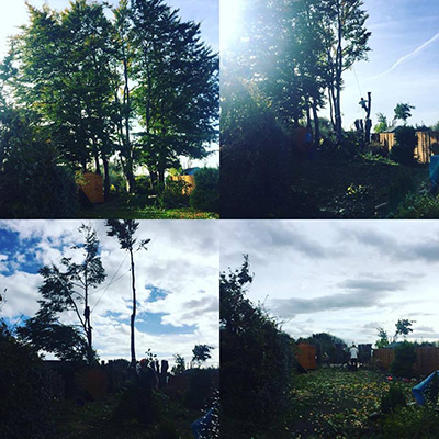 Beech Tree Removal Stockport