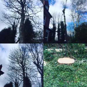 Tree Surgeons Manchester