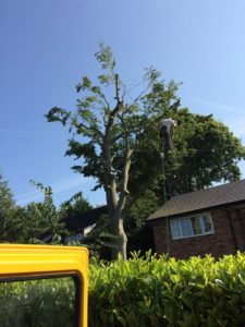 Arborist Stockport