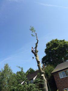 Tree Felling Stockport