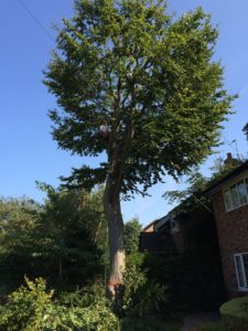 Tree Surgeon Stockport