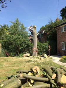 Tree surgeons Stockport