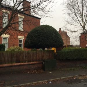 Tree reshaping Stockport