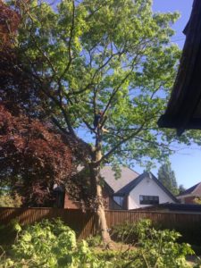 Overgrown trees Stockport