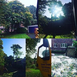 Tree Surgeon Stockport