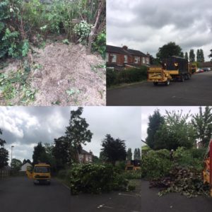 Removing problem trees Stockport