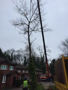 Removing problem trees Wilmslow