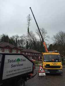 Tree Removal Wilmslow