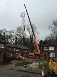 Tree Surgeon Company Wilmslow