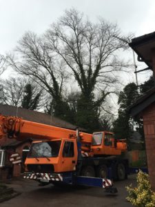 Tree Surgeon Wilmslow