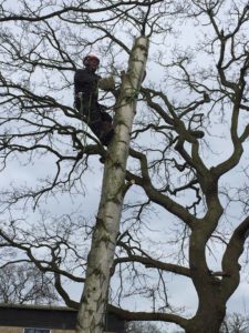 Tree Surgery Bramhall