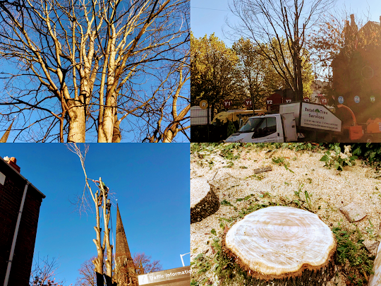 Tree surgery work Cheshire