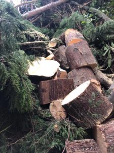 Tree Surgery Services Wilmslow