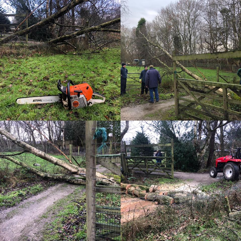 Removing Fallen Trees Cheshire