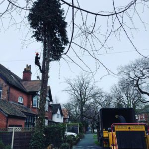 Removing trees Cheshire