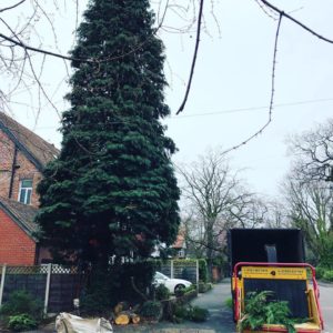 Tree Removal Stockport