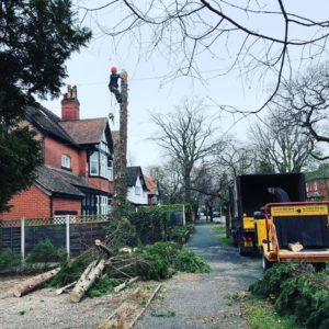 Stockport Tree Surgeon