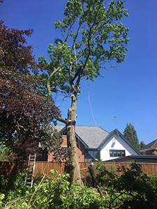 Tree Surgeon Alderley Edge