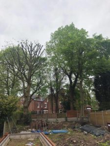 Local tree surgeons Davenport Park