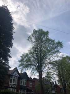 Tree Surgeon Davenport Park