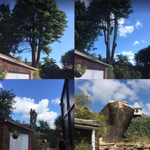 local tree surgeons