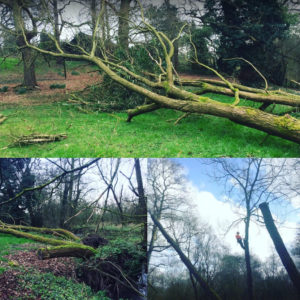 Tree Services Stockport