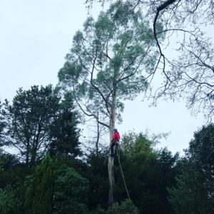 Tree Removal Prestbury