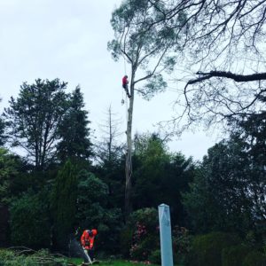 Removing problem trees Prestbury