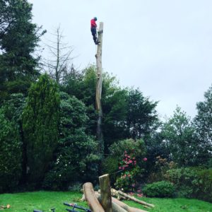 Tree Surgeons Prestbury