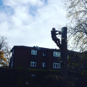 Removing problem trees Hazel Grove