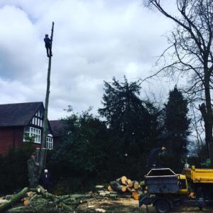 Tree Surgeons Hazel Grove