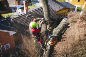 Stockport Tree Surgeon