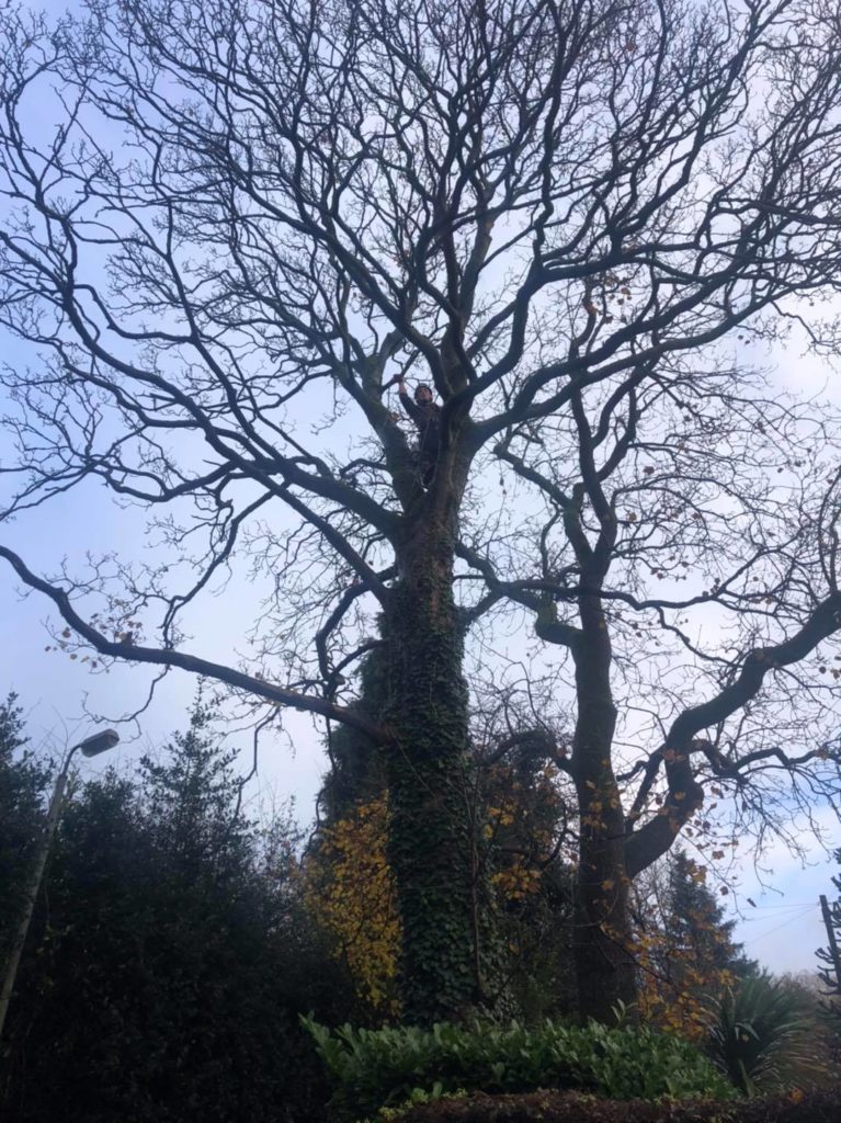 Tree Surgeons Stockport