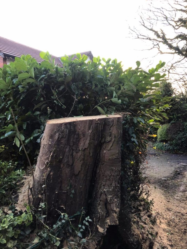 Tree Surgery Stockport