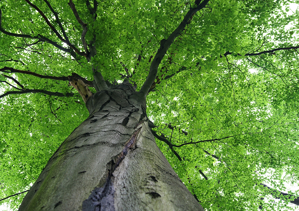 Removing large problem trees Stockport