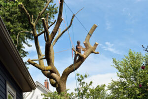 Damage From Overgrown Trees Macclesfield 