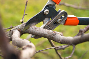 Tree Pruning Macclesfield