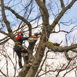 Tree Surgeon Macclesfield