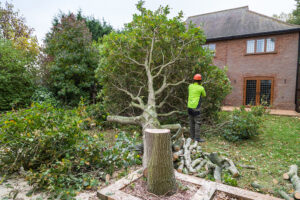 Macclesfield Tree Surgeons