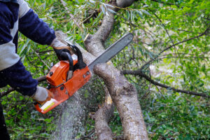 Tree Surgery Macclesfield