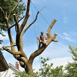 Tree Removal