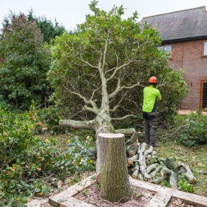 Tree Felling